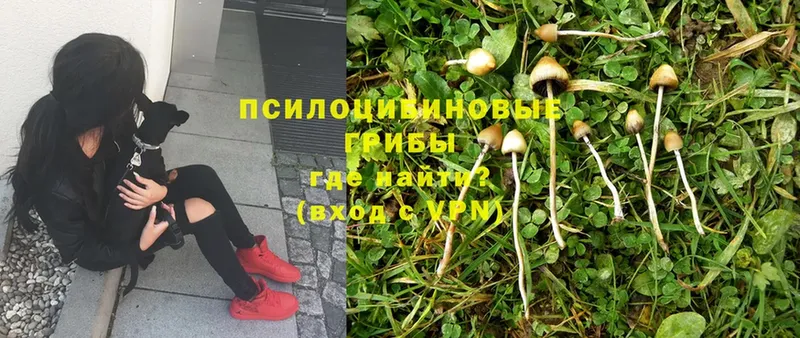 Галлюциногенные грибы MAGIC MUSHROOMS  KRAKEN ТОР  Кирсанов 